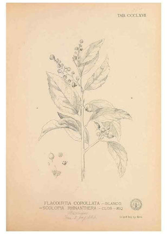 Reproducción/Reproduction 49746669673: Flora de Filipinas,. Manila,Estab. tip. de Plana y ca.,1877-83.. 