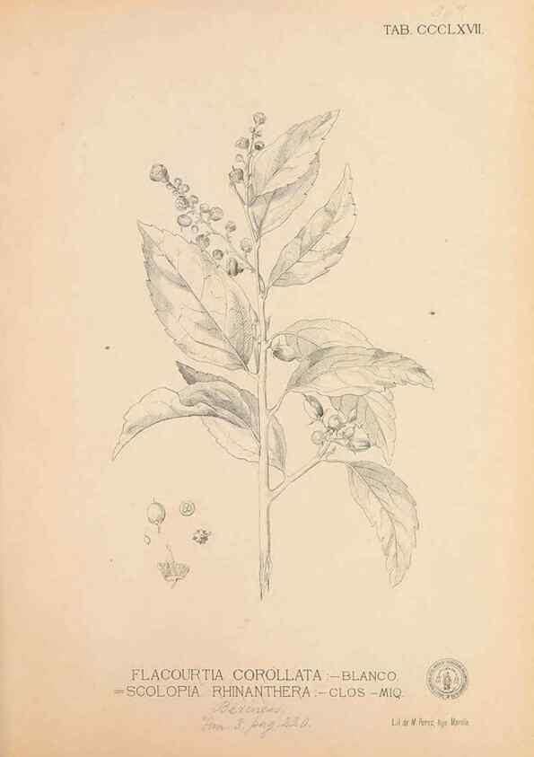 Reproducción/Reproduction 49746669673: Flora de Filipinas,. Manila,Estab. tip. de Plana y ca.,1877-83.. 