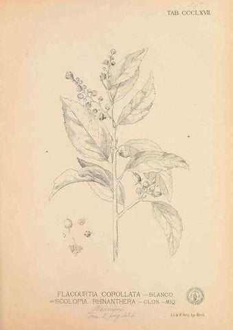 Reproducción/Reproduction 49746669673: Flora de Filipinas,. Manila,Estab. tip. de Plana y ca.,1877-83.. 