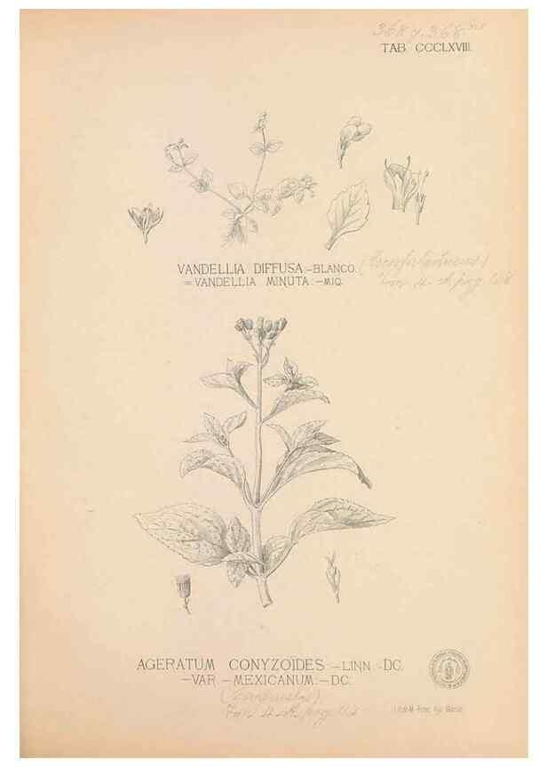 Reproducción/Reproduction 49747538117: Flora de Filipinas,. Manila,Estab. tip. de Plana y ca.,1877-83.. 