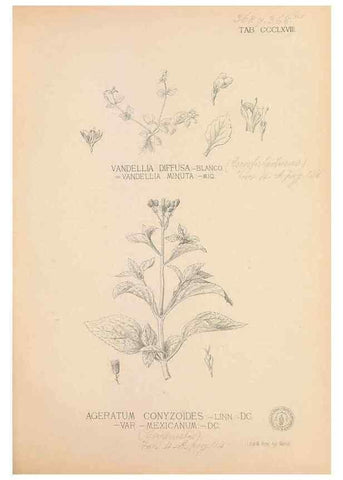 Reproducción/Reproduction 49747538117: Flora de Filipinas,. Manila,Estab. tip. de Plana y ca.,1877-83.. 