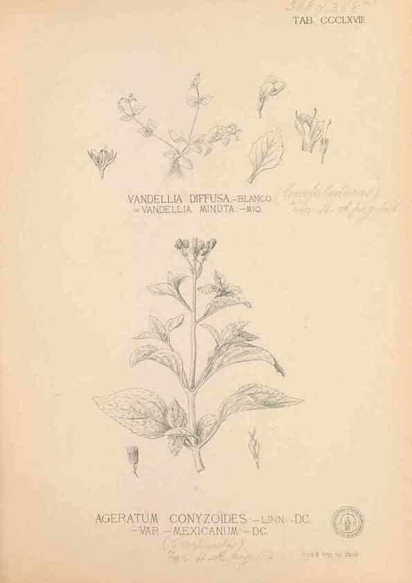 Reproducción/Reproduction 49747538117: Flora de Filipinas,. Manila,Estab. tip. de Plana y ca.,1877-83.. 
