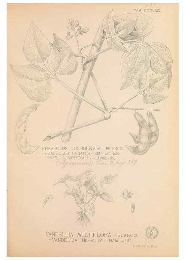 Reproducción/Reproduction 49747538307: Flora de Filipinas,. Manila,Estab. tip. de Plana y ca.,1877-83.. 