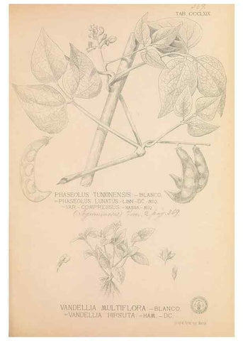 Reproducción/Reproduction 49747538307: Flora de Filipinas,. Manila,Estab. tip. de Plana y ca.,1877-83.. 