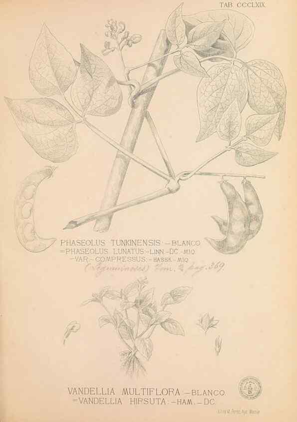 Reproducción/Reproduction 49747538307: Flora de Filipinas,. Manila,Estab. tip. de Plana y ca.,1877-83.. 