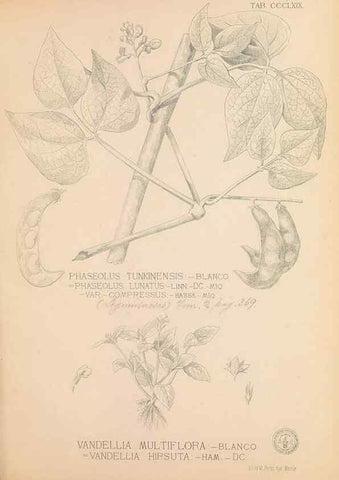 Reproducción/Reproduction 49747538307: Flora de Filipinas,. Manila,Estab. tip. de Plana y ca.,1877-83.. 