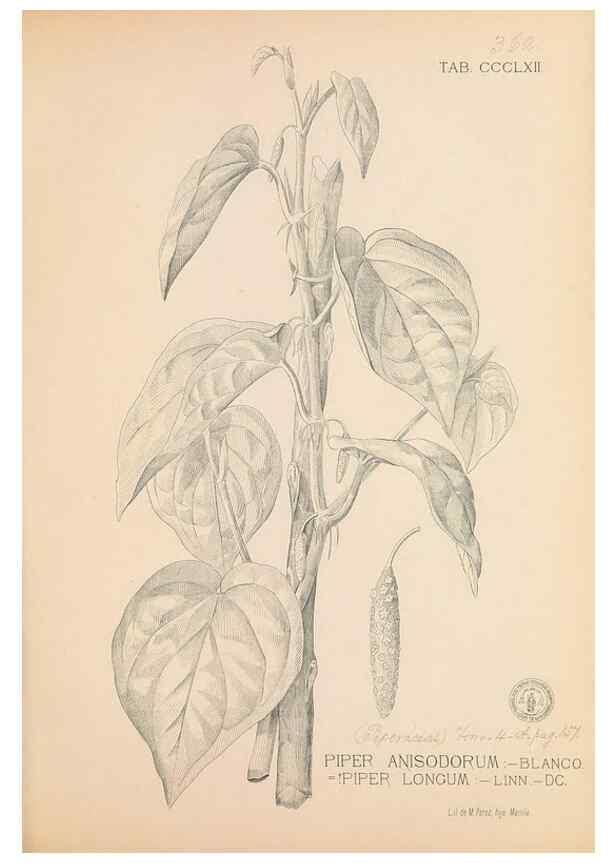 Reproducción/Reproduction 49747536902: Flora de Filipinas,. Manila,Estab. tip. de Plana y ca.,1877-83.. 