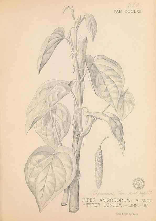 Reproducción/Reproduction 49747536902: Flora de Filipinas,. Manila,Estab. tip. de Plana y ca.,1877-83.. 