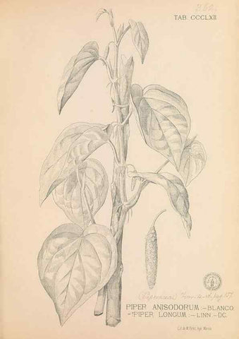 Reproducción/Reproduction 49747536902: Flora de Filipinas,. Manila,Estab. tip. de Plana y ca.,1877-83.. 