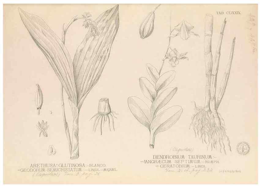 Reproducción/Reproduction 49747226061: Flora de Filipinas,. Manila,Estab. tip. de Plana y ca.,1877-83.. 