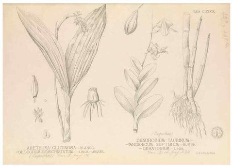Reproducción/Reproduction 49747226061: Flora de Filipinas,. Manila,Estab. tip. de Plana y ca.,1877-83.. 