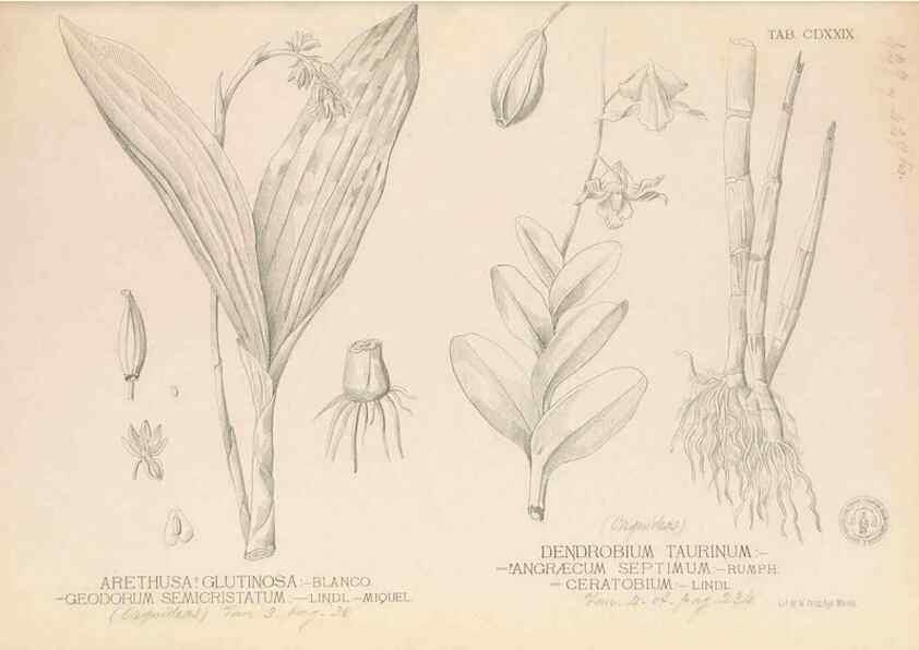 Reproducción/Reproduction 49747226061: Flora de Filipinas,. Manila,Estab. tip. de Plana y ca.,1877-83.. 