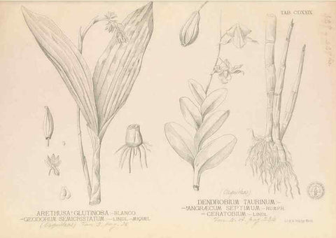 Reproducción/Reproduction 49747226061: Flora de Filipinas,. Manila,Estab. tip. de Plana y ca.,1877-83.. 