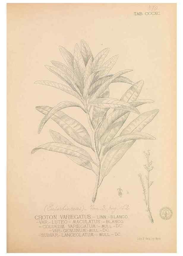 Reproducción/Reproduction 49747542792: Flora de Filipinas,. Manila,Estab. tip. de Plana y ca.,1877-83.. 