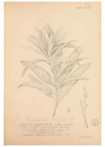 Reproducción/Reproduction 49747542792: Flora de Filipinas,. Manila,Estab. tip. de Plana y ca.,1877-83.. 