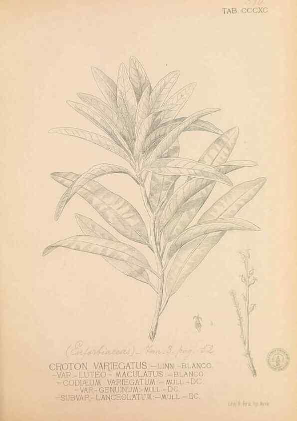 Reproducción/Reproduction 49747542792: Flora de Filipinas,. Manila,Estab. tip. de Plana y ca.,1877-83.. 