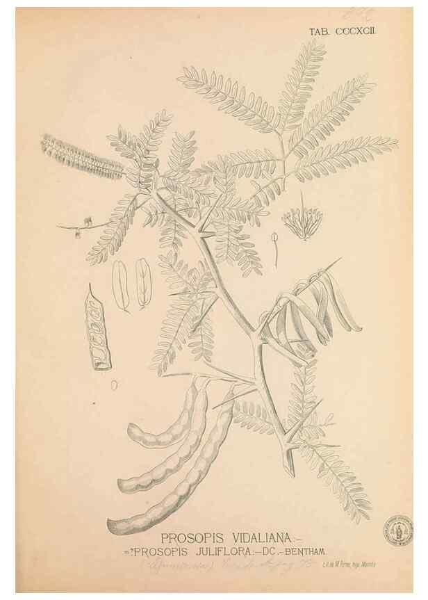 Reproducción/Reproduction 49746675023: Flora de Filipinas,. Manila,Estab. tip. de Plana y ca.,1877-83.. 