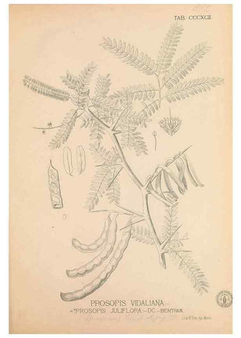 Reproducción/Reproduction 49746675023: Flora de Filipinas,. Manila,Estab. tip. de Plana y ca.,1877-83.. 