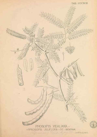 Reproducción/Reproduction 49746675023: Flora de Filipinas,. Manila,Estab. tip. de Plana y ca.,1877-83.. 