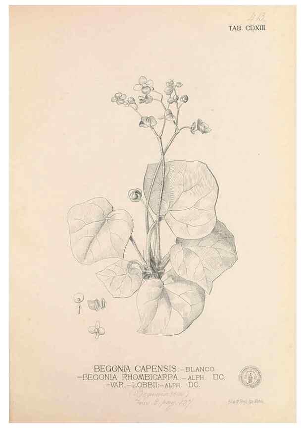 Reproducción/Reproduction 49746679923: Flora de Filipinas,. Manila,Estab. tip. de Plana y ca.,1877-83.. 