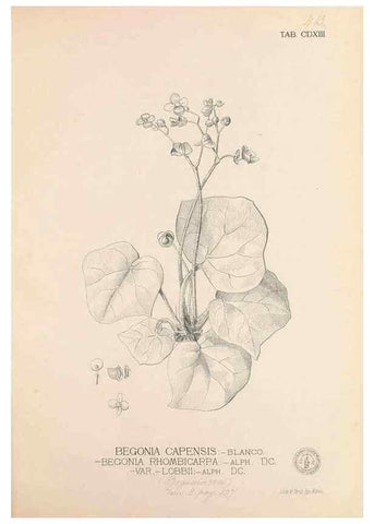 Reproducción/Reproduction 49746679923: Flora de Filipinas,. Manila,Estab. tip. de Plana y ca.,1877-83.. 
