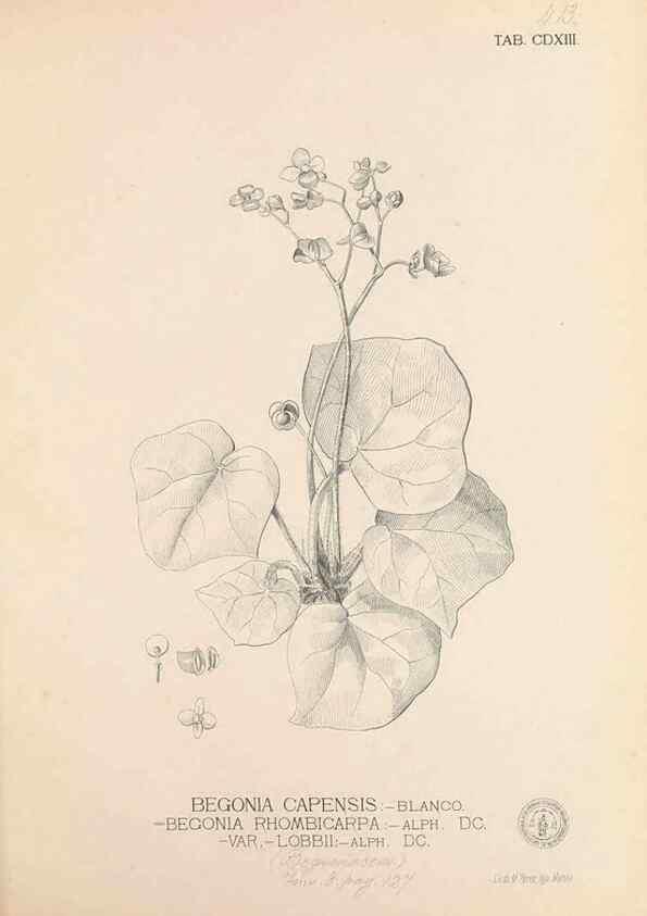 Reproducción/Reproduction 49746679923: Flora de Filipinas,. Manila,Estab. tip. de Plana y ca.,1877-83.. 