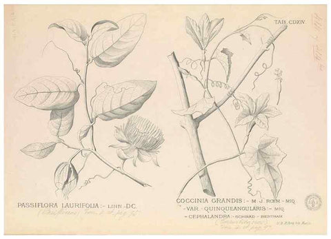 Reproducción/Reproduction 49746680168: Flora de Filipinas,. Manila,Estab. tip. de Plana y ca.,1877-83.. 