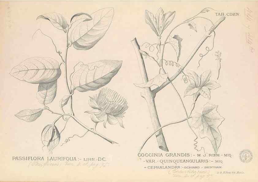 Reproducción/Reproduction 49746680168: Flora de Filipinas,. Manila,Estab. tip. de Plana y ca.,1877-83.. 