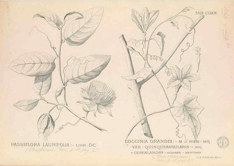 Reproducción/Reproduction 49746680168: Flora de Filipinas,. Manila,Estab. tip. de Plana y ca.,1877-83.. 