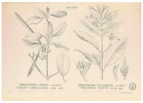 Reproducción/Reproduction 49746680468: Flora de Filipinas,. Manila,Estab. tip. de Plana y ca.,1877-83.. 
