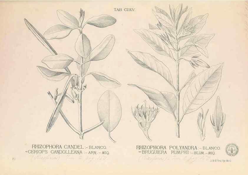 Reproducción/Reproduction 49746680468: Flora de Filipinas,. Manila,Estab. tip. de Plana y ca.,1877-83.. 