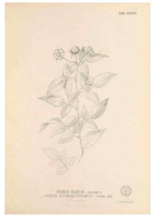 Reproducción/Reproduction 49747222446: Flora de Filipinas,. Manila,Estab. tip. de Plana y ca.,1877-83.. 