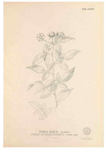 Reproducción/Reproduction 49747222446: Flora de Filipinas,. Manila,Estab. tip. de Plana y ca.,1877-83.. 