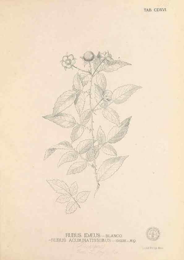 Reproducción/Reproduction 49747222446: Flora de Filipinas,. Manila,Estab. tip. de Plana y ca.,1877-83.. 
