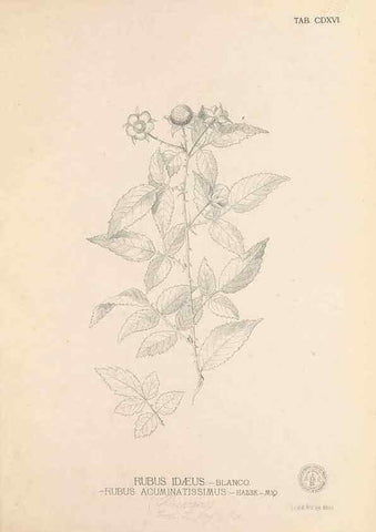 Reproducción/Reproduction 49747222446: Flora de Filipinas,. Manila,Estab. tip. de Plana y ca.,1877-83.. 