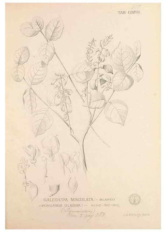 Reproducción/Reproduction 49747222716: Flora de Filipinas,. Manila,Estab. tip. de Plana y ca.,1877-83.. 