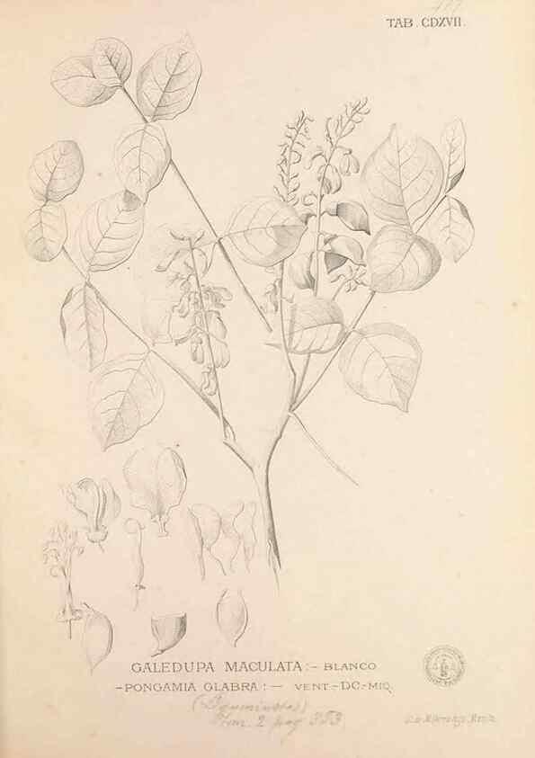 Reproducción/Reproduction 49747222716: Flora de Filipinas,. Manila,Estab. tip. de Plana y ca.,1877-83.. 
