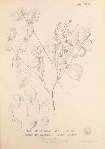 Reproducción/Reproduction 49747222716: Flora de Filipinas,. Manila,Estab. tip. de Plana y ca.,1877-83.. 