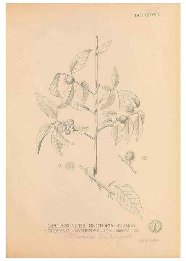 Reproducción/Reproduction 49747550092: Flora de Filipinas,. Manila,Estab. tip. de Plana y ca.,1877-83.. 