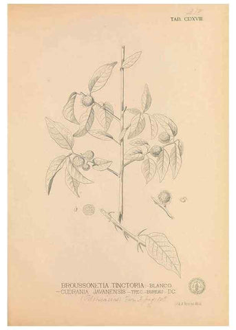 Reproducción/Reproduction 49747550092: Flora de Filipinas,. Manila,Estab. tip. de Plana y ca.,1877-83.. 