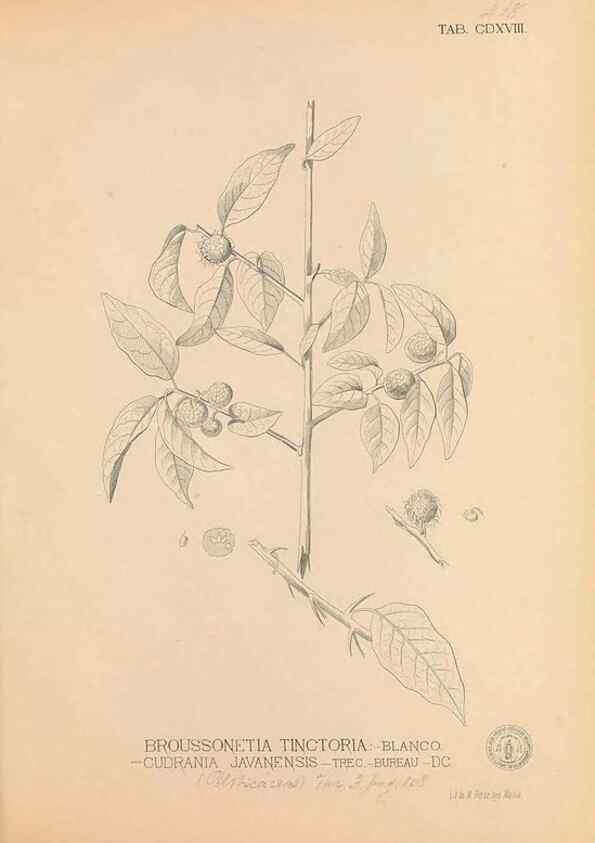 Reproducción/Reproduction 49747550092: Flora de Filipinas,. Manila,Estab. tip. de Plana y ca.,1877-83.. 