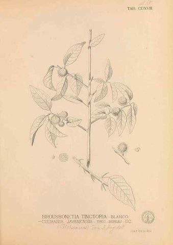 Reproducción/Reproduction 49747550092: Flora de Filipinas,. Manila,Estab. tip. de Plana y ca.,1877-83.. 