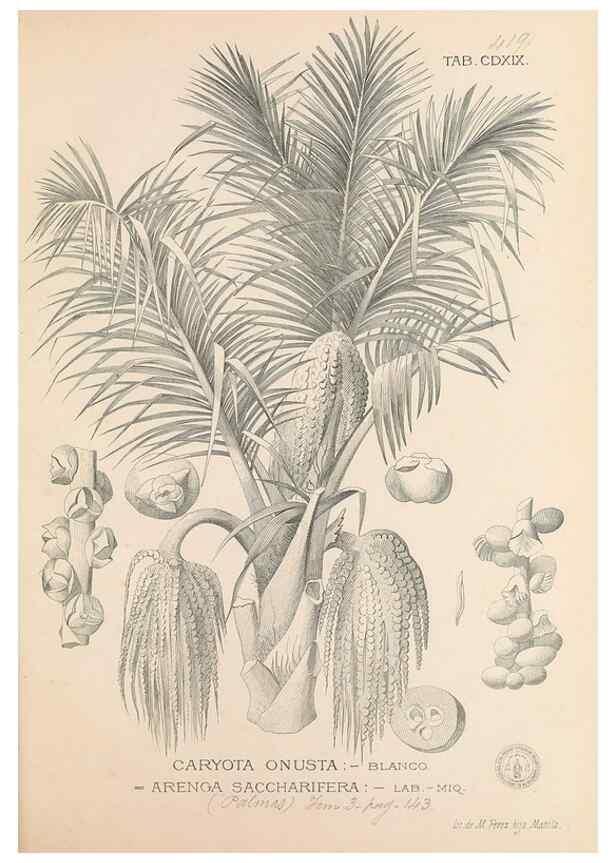 Reproducción/Reproduction 49747223306: Flora de Filipinas,. Manila,Estab. tip. de Plana y ca.,1877-83.. 