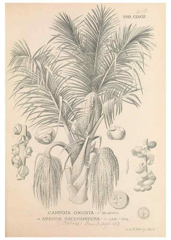 Reproducción/Reproduction 49747223306: Flora de Filipinas,. Manila,Estab. tip. de Plana y ca.,1877-83.. 