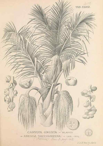 Reproducción/Reproduction 49747223306: Flora de Filipinas,. Manila,Estab. tip. de Plana y ca.,1877-83.. 