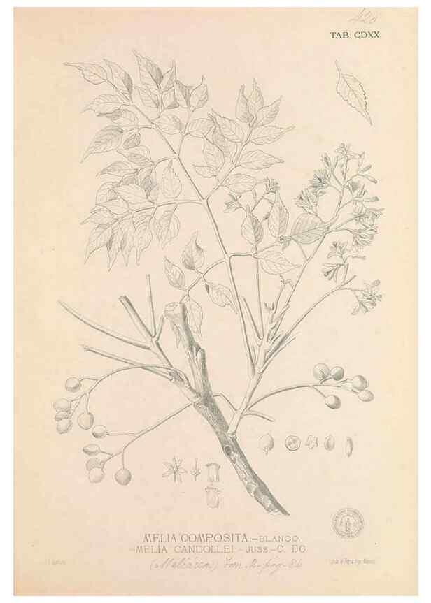 Reproducción/Reproduction 49746681618: Flora de Filipinas,. Manila,Estab. tip. de Plana y ca.,1877-83.. 