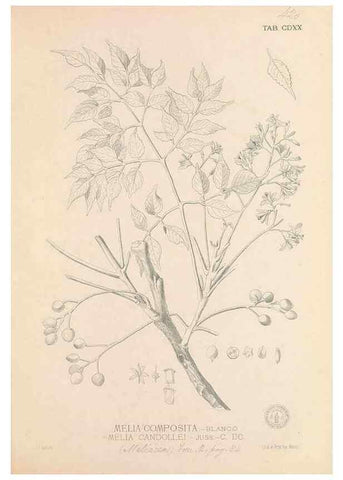 Reproducción/Reproduction 49746681618: Flora de Filipinas,. Manila,Estab. tip. de Plana y ca.,1877-83.. 
