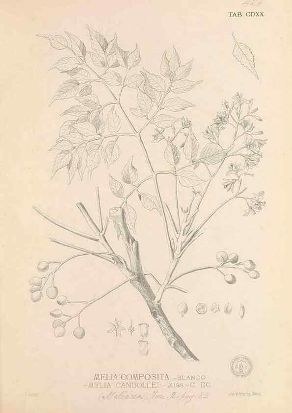 Reproducción/Reproduction 49746681618: Flora de Filipinas,. Manila,Estab. tip. de Plana y ca.,1877-83.. 