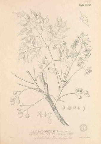 Reproducción/Reproduction 49746681618: Flora de Filipinas,. Manila,Estab. tip. de Plana y ca.,1877-83.. 