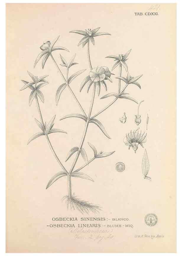 Reproducción/Reproduction 49746681913: Flora de Filipinas,. Manila,Estab. tip. de Plana y ca.,1877-83.. 